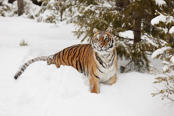 Siberian tiger in deep winter snow-Panthera tigris tigris-controlled situation-Montana
